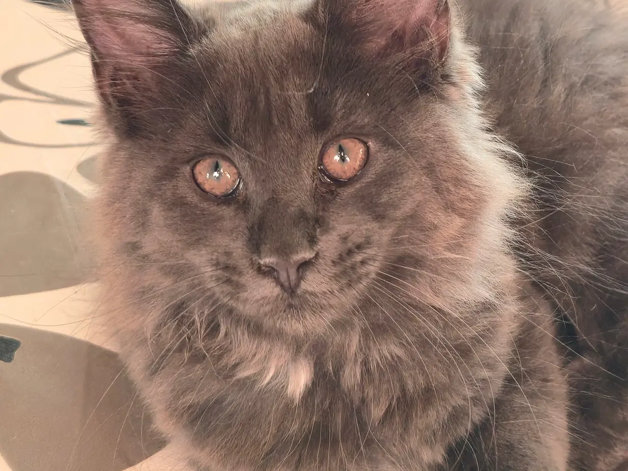 Billede 1 - Sød, stor pige.