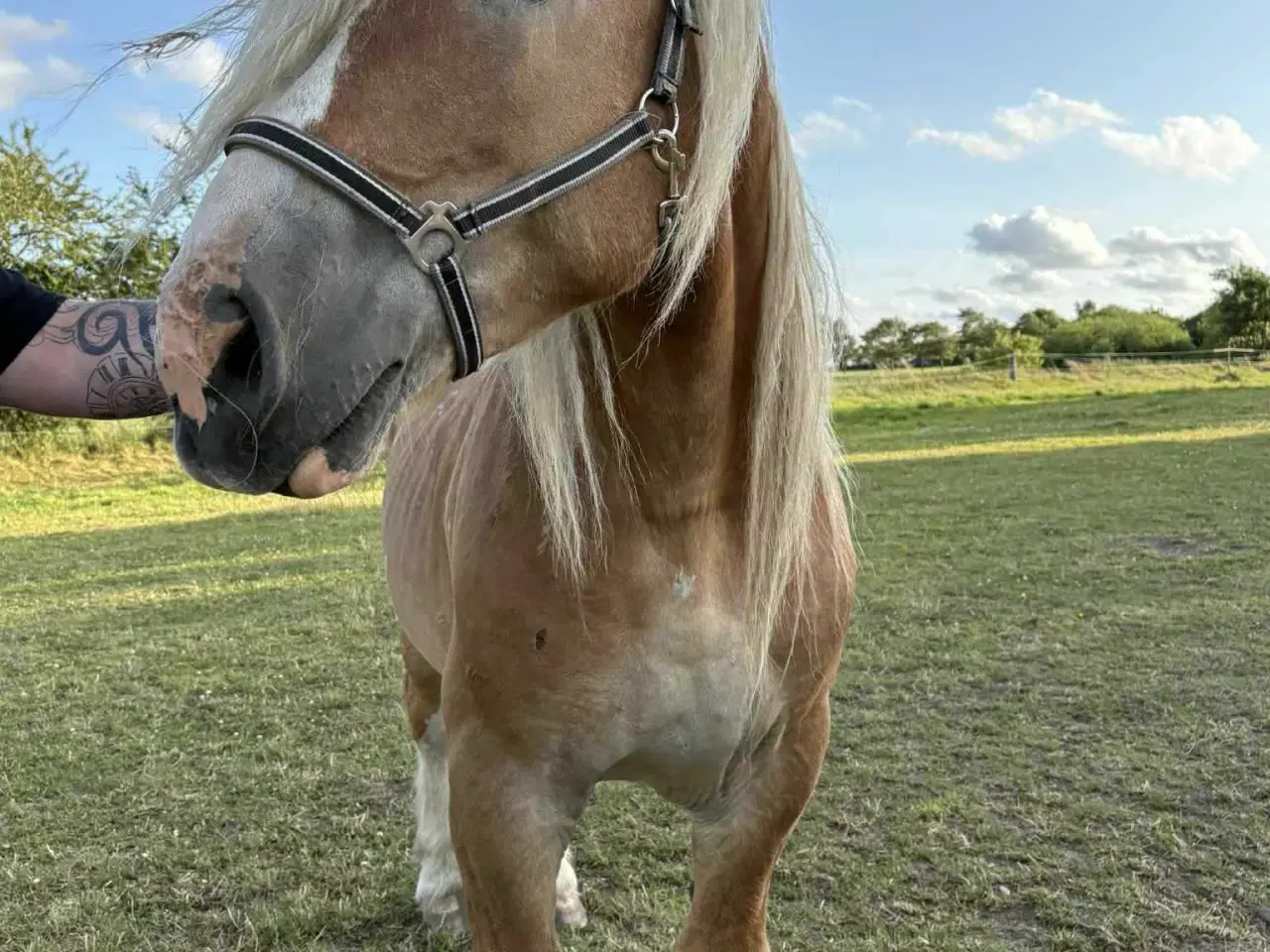 Billede 2 - Sød rideskole hest 