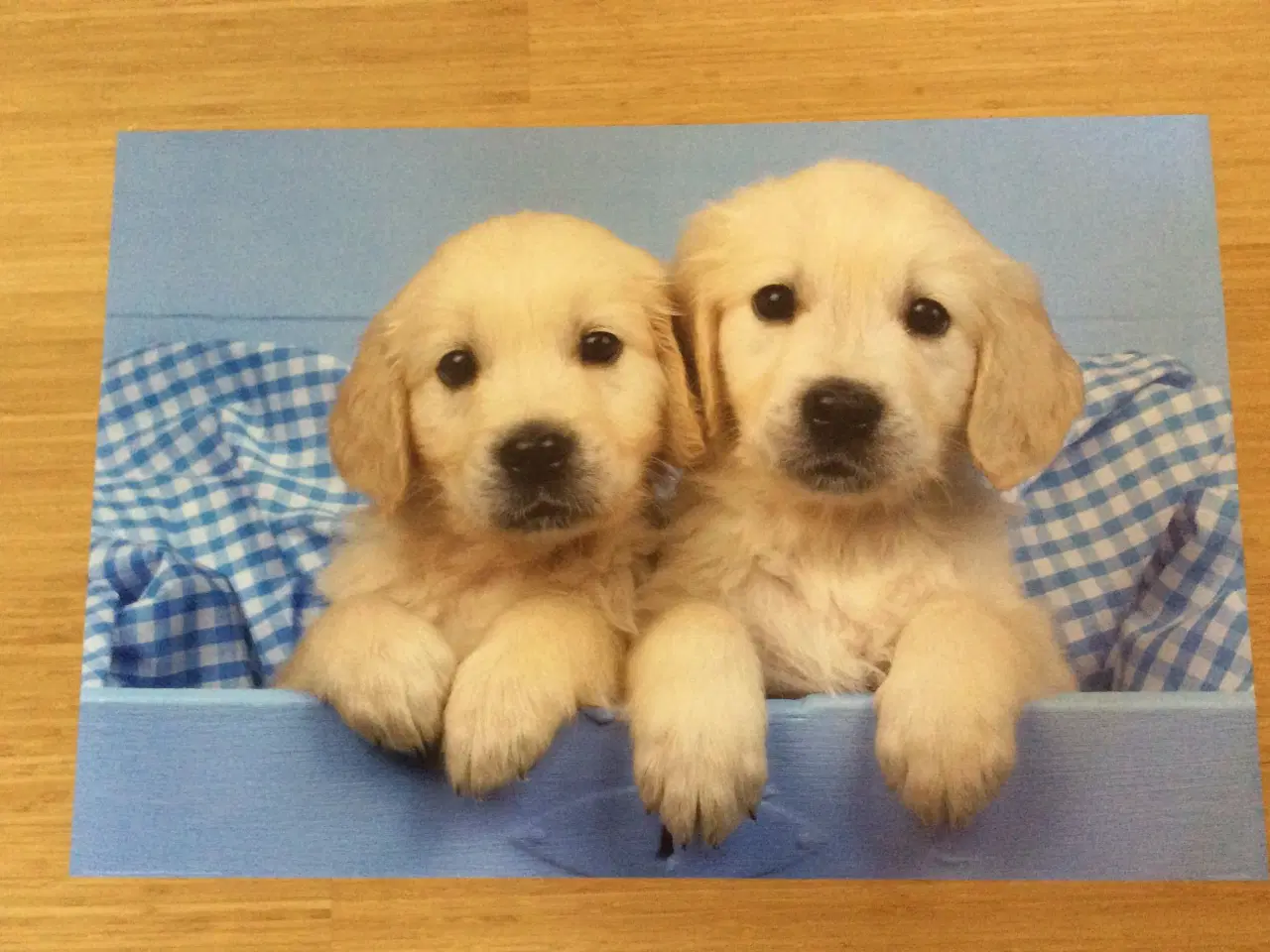 Billede 1 - Plakat med 2 hunde