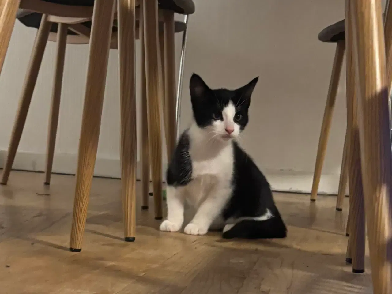 Billede 4 - Killing søger kærlighed