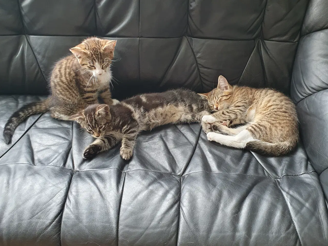 Billede 1 - Halv maincoon killing