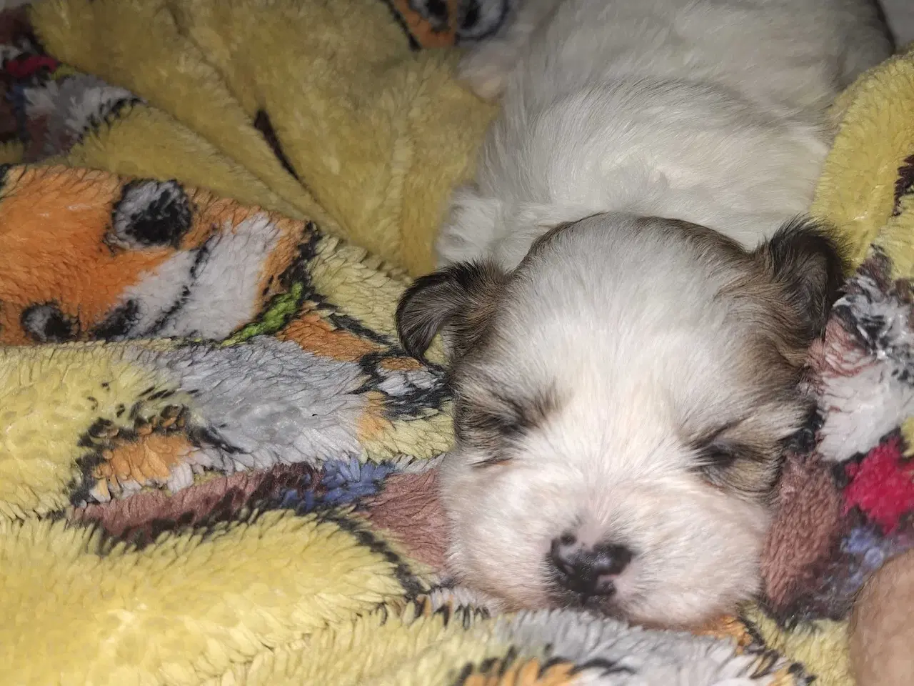 Billede 8 - Lhasa apso / malteser
