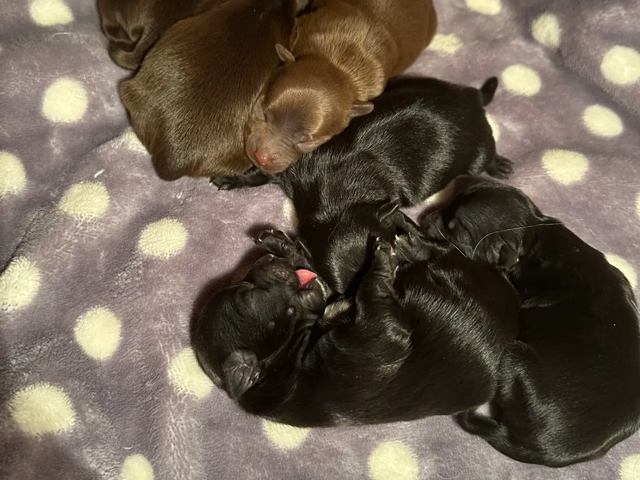 Billede 11 - Smuk Sort Yorkshire Terrier