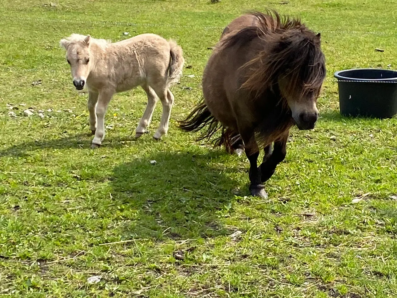 Billede 4 - Shetlænder avlshoppe med masser af hår.