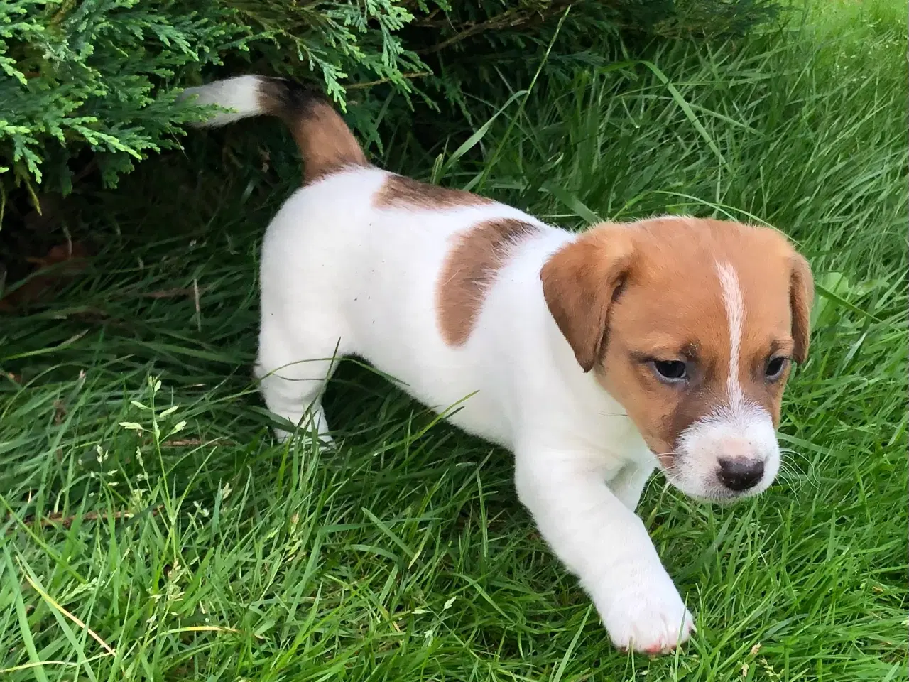 Billede 14 - Jack Russell Terrier