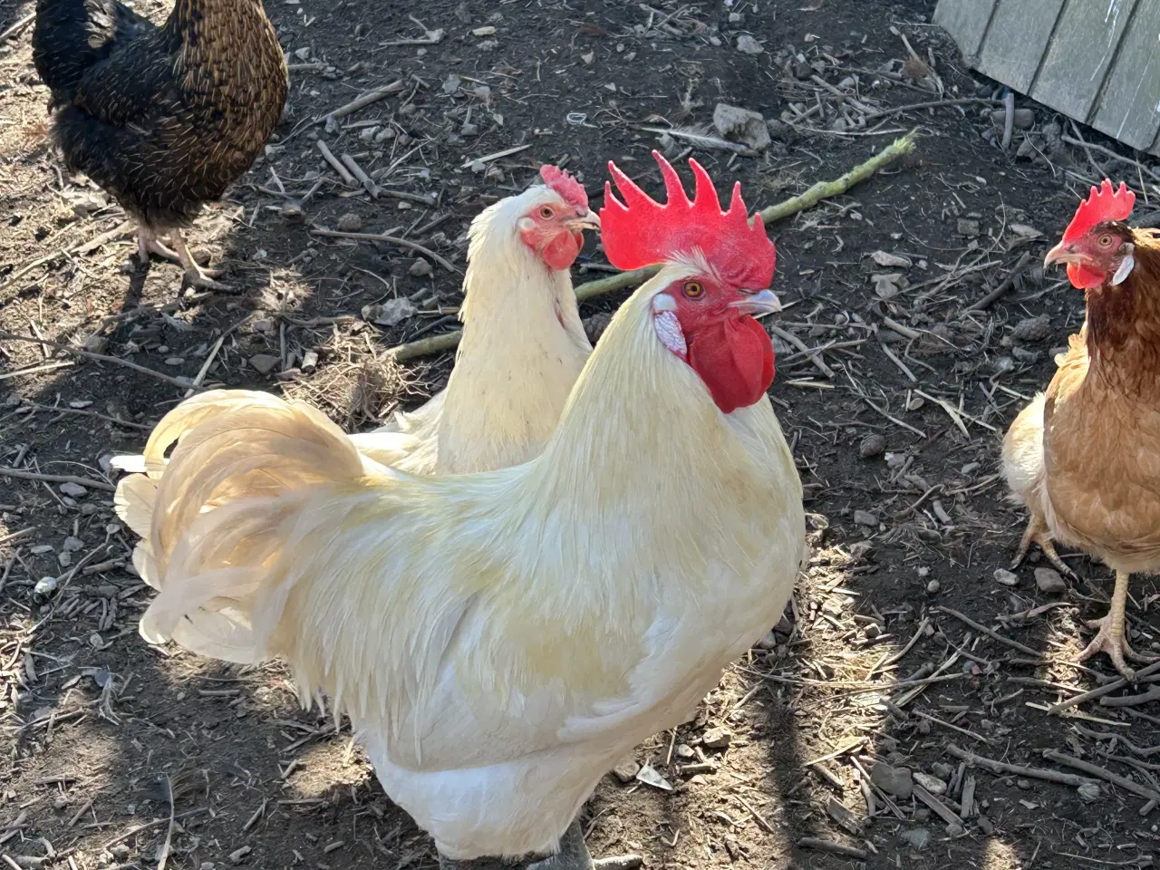 Billede 1 - Daggamle Le Bresse kryds