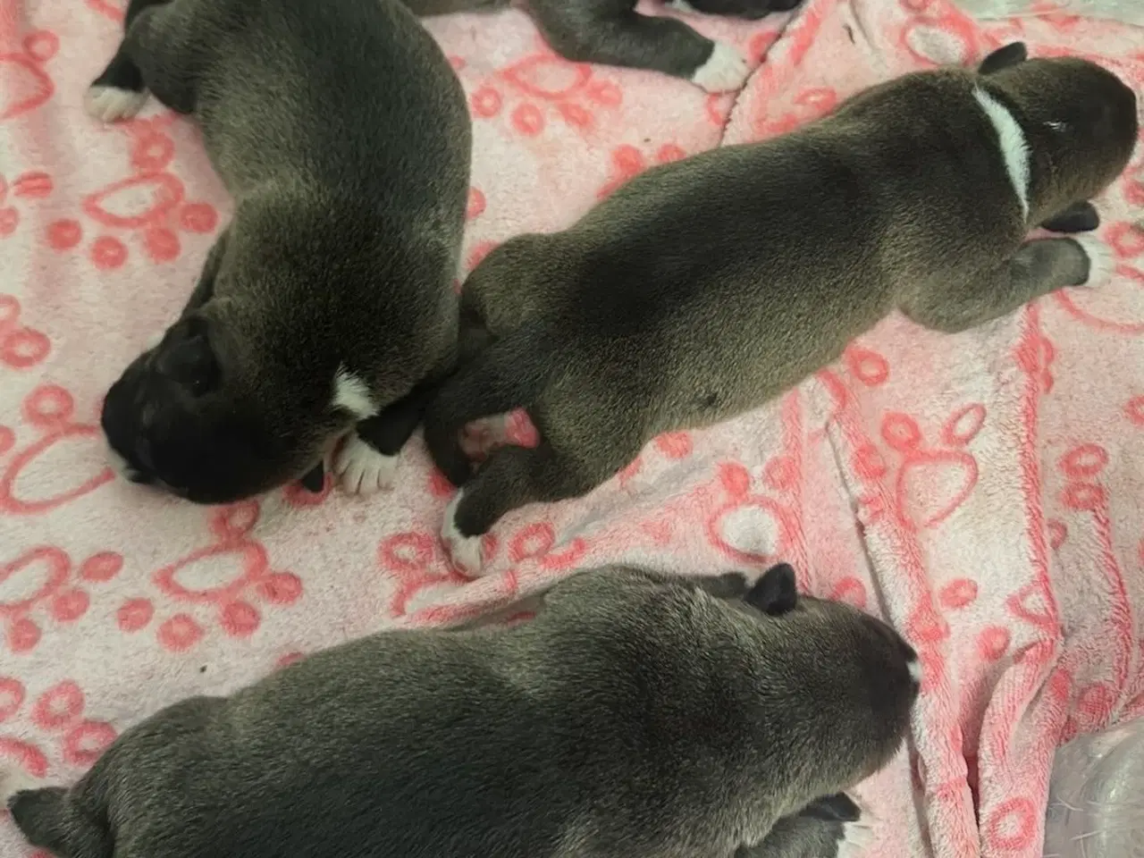 Billede 3 - Hunde hvalpe til salg