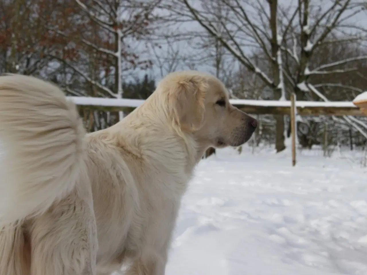 Billede 17 - Golden doodle hvalpe