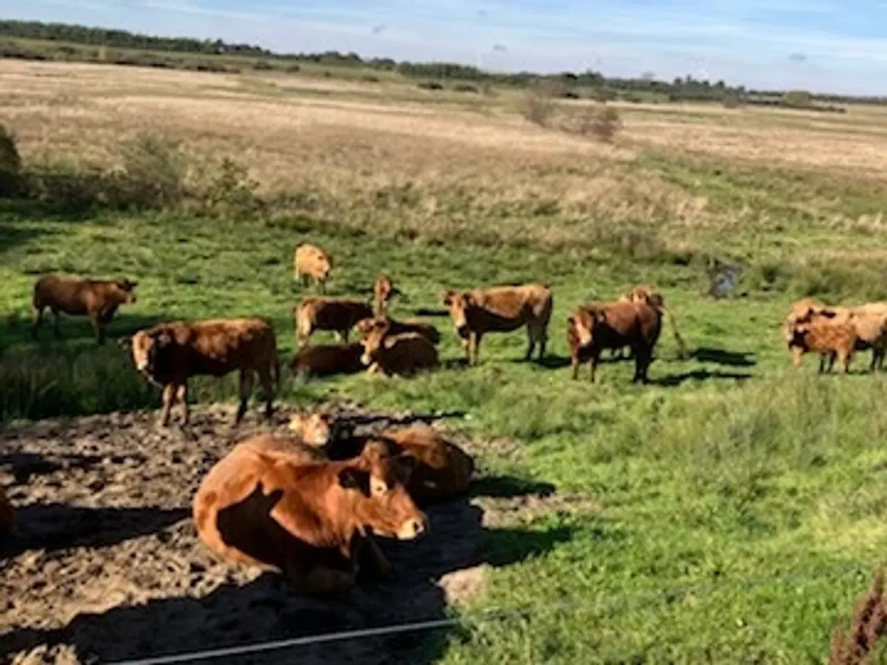 Billede 1 - køer sælges