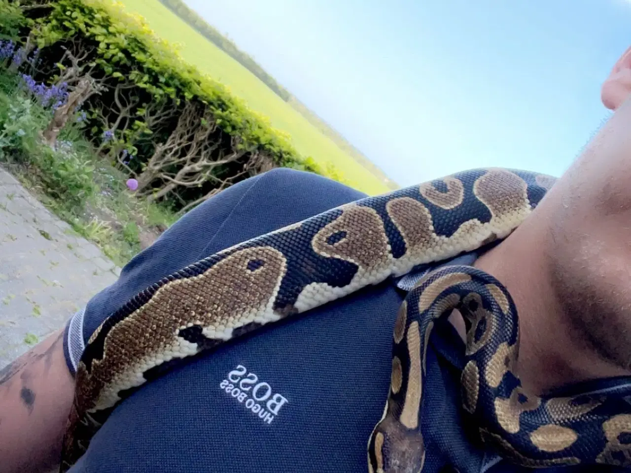 Billede 3 - Kongepyton søger ny fodermester