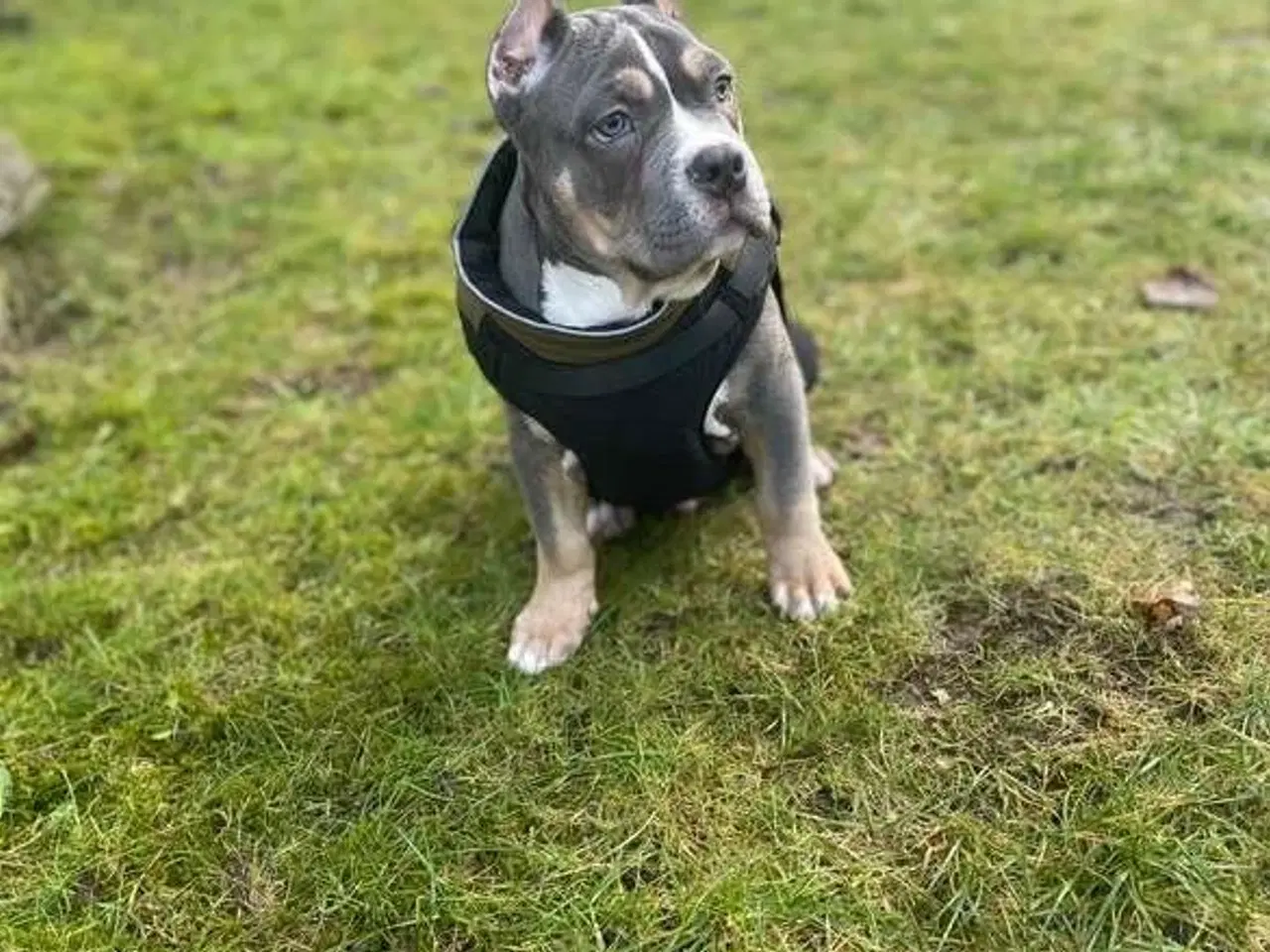 Billede 2 - American bully hvalp