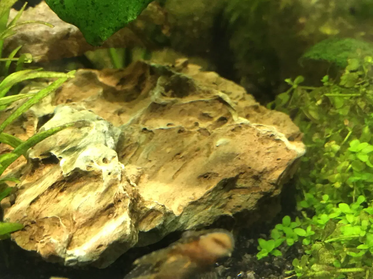 Billede 4 - Sommerfugle cichlide