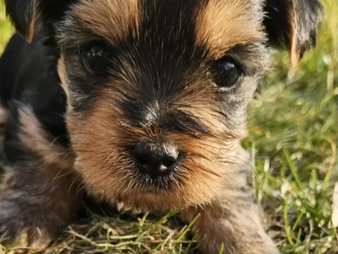 Billede 2 - Yorkshire terrier hvalpe søger kærlige hjem
