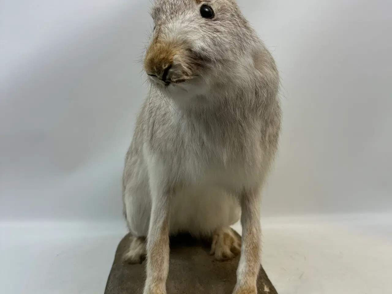 Billede 4 - Udstoppet Snehare