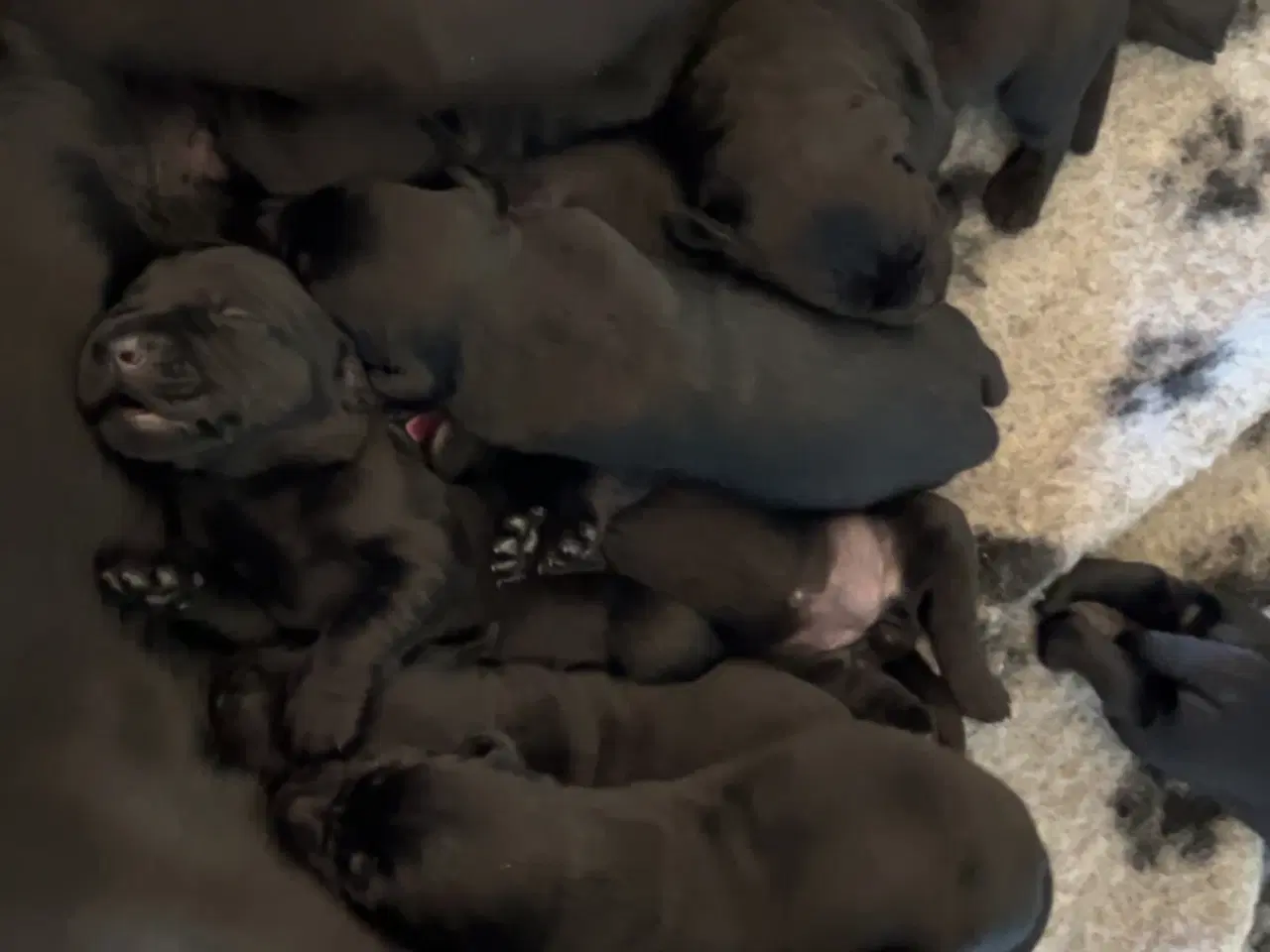 Billede 4 - 🐾 Labrador Formel 1 Hvalpe til Salg 🐾