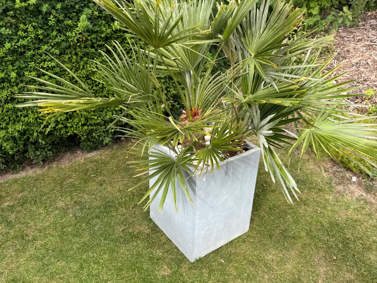 Billede 2 - Europæisk Dværgpalme - Chamaerops humilis