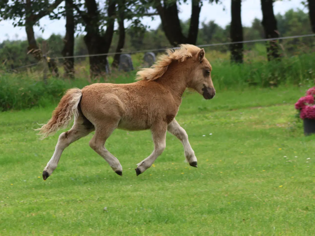 Billede 9 - palomino farvet shetlandspony hingsteføl, rødt pas