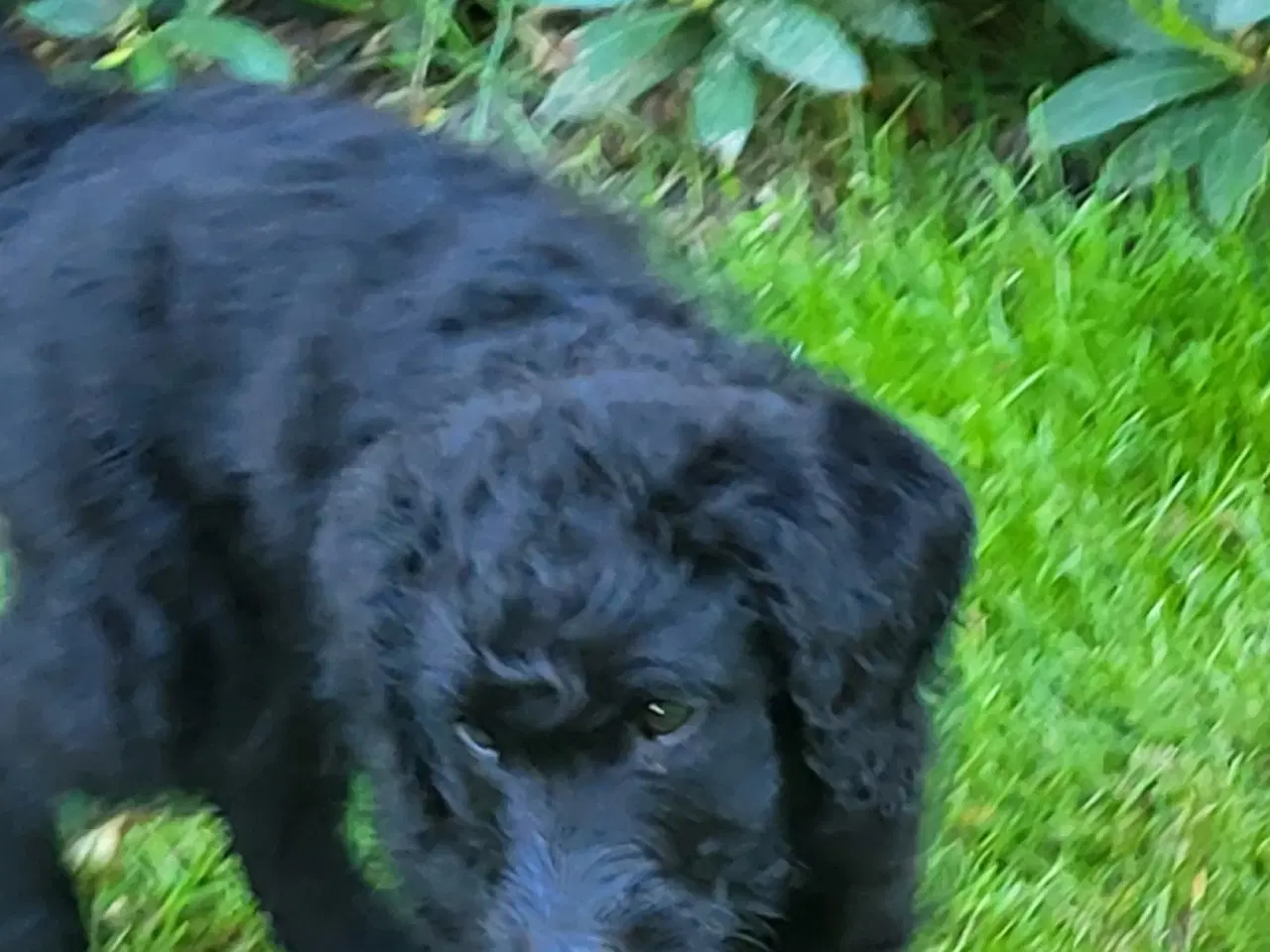 Billede 2 - Labradoodle hvalp 