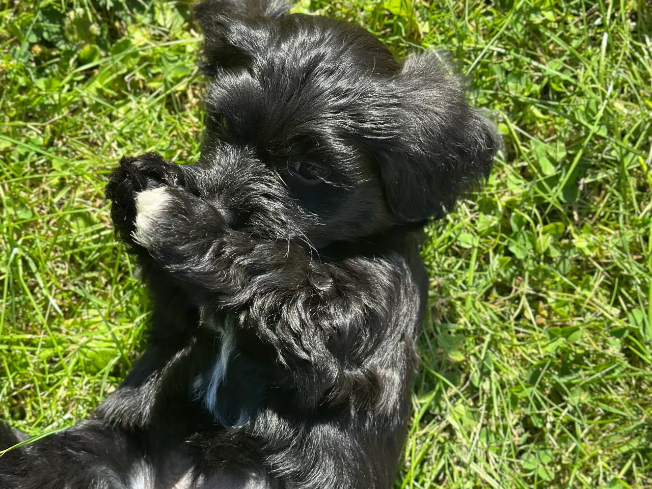 Billede 2 - Bichon Havanais hvalp