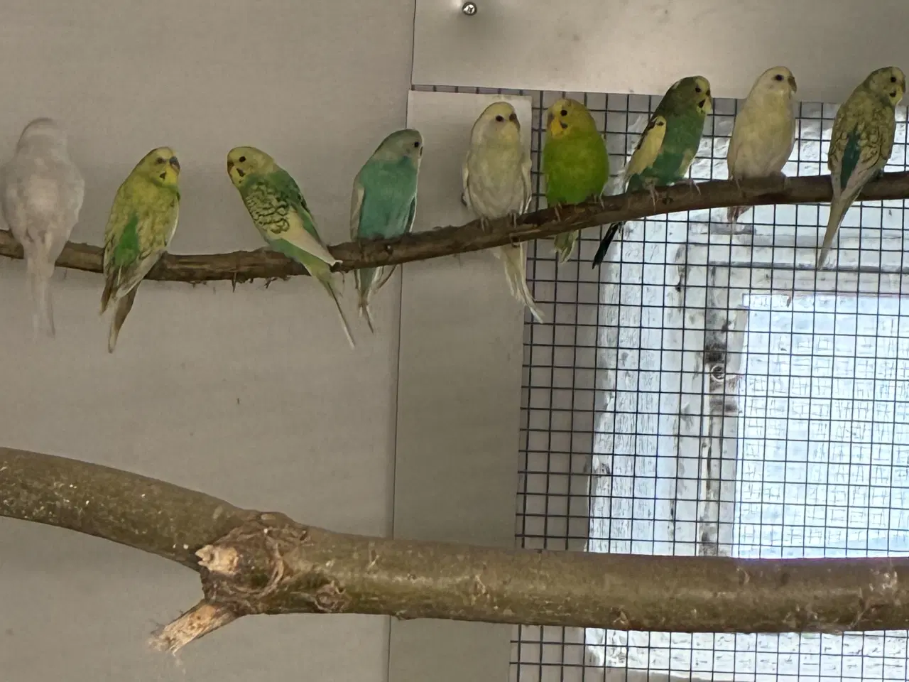 Billede 3 - Undulater