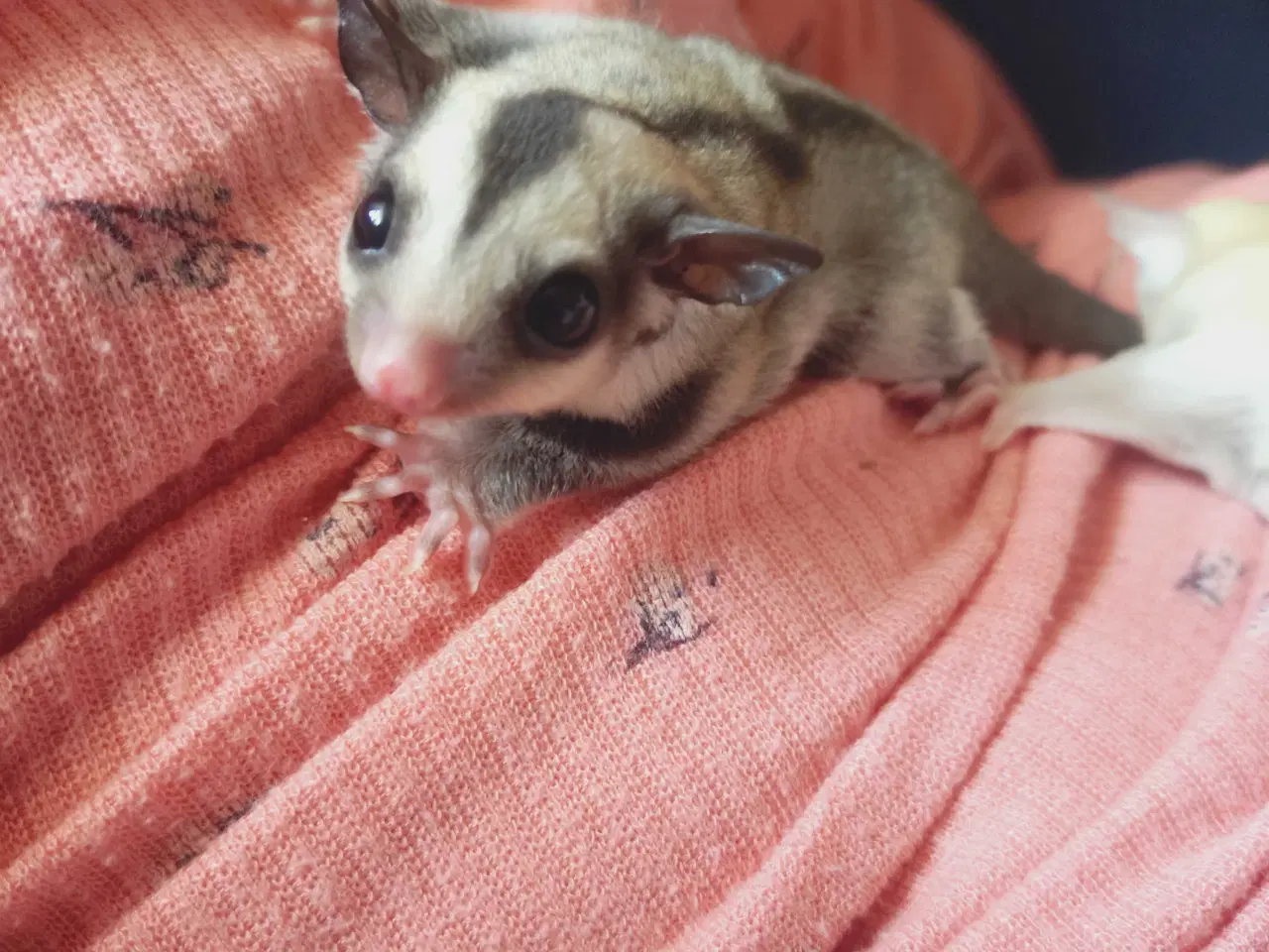 Billede 2 - Sugar glider 