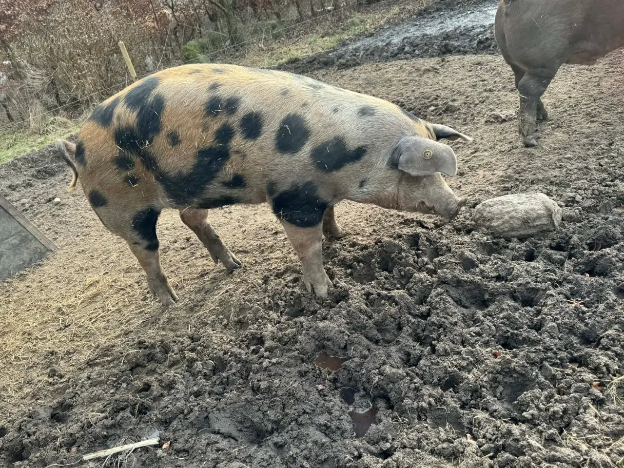 Billede 1 - Avlsklar orne til salg
