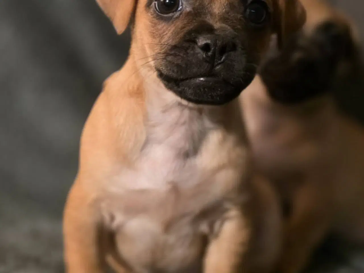 Billede 5 - Jack Russel Mix