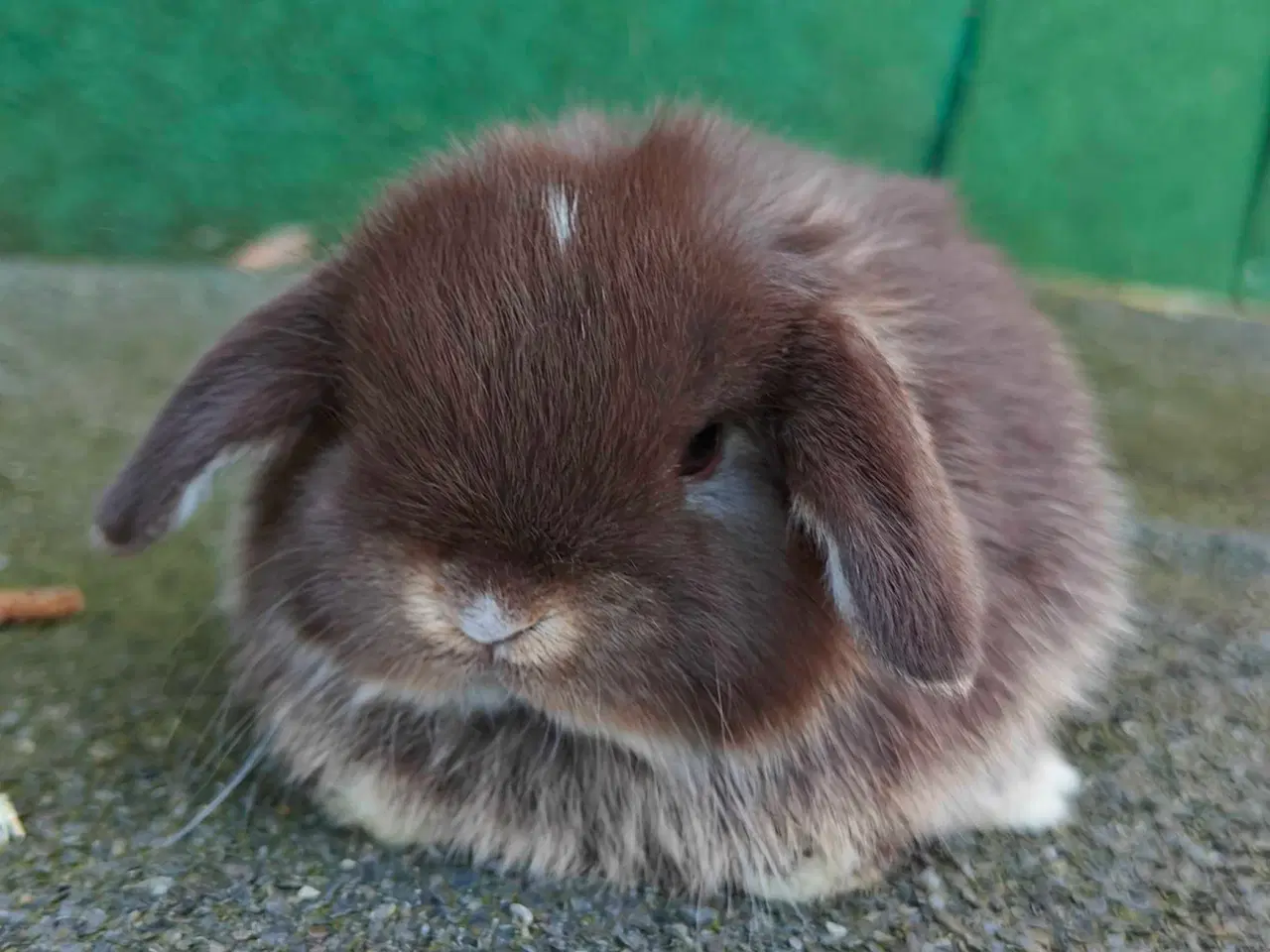 Billede 1 - Minilop hanunge