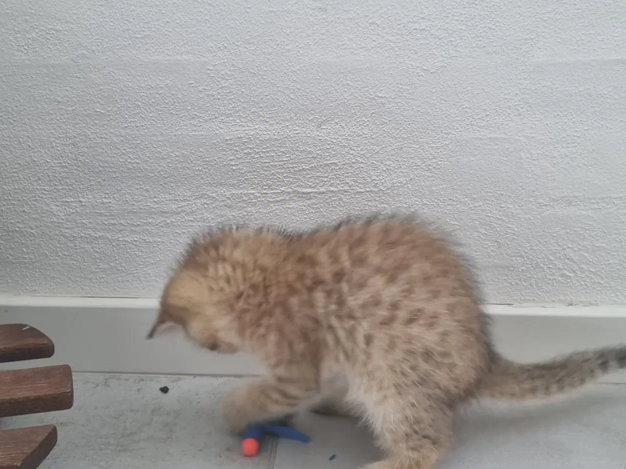 Billede 7 - British shorthair killinger
