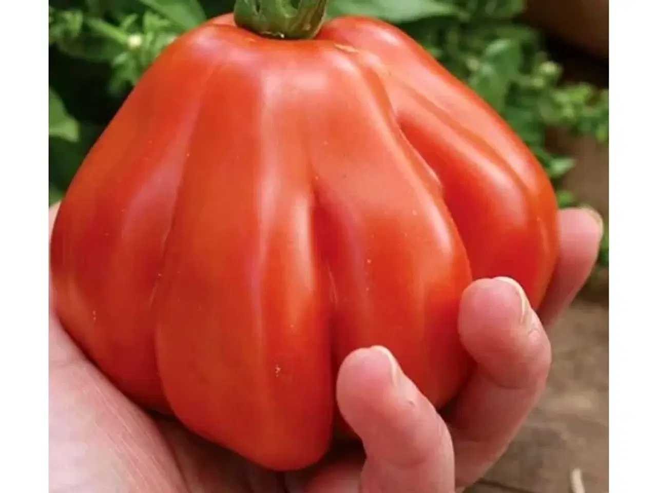 Billede 6 - Tomatplanter blandet sorter 