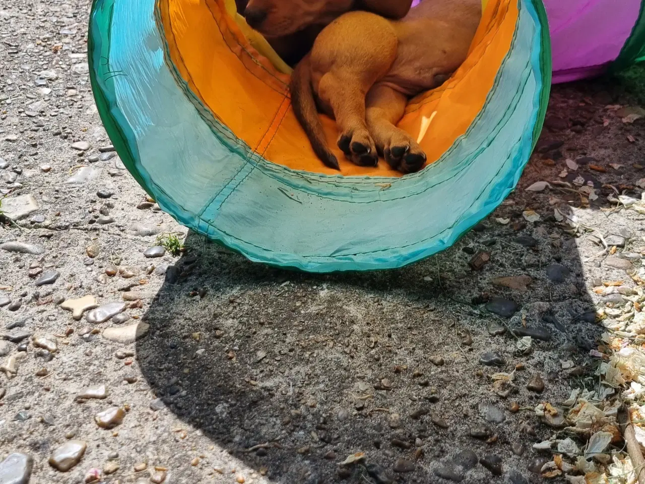 Billede 19 - 2 stk gravhundehvalpe korthåret mangler hjem