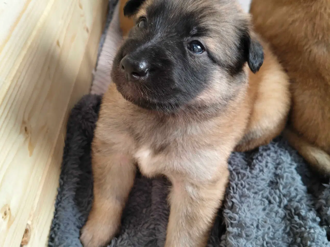 Billede 2 - Belgisk hyrdehund / Schweizisk hyrdehund Hvalpe