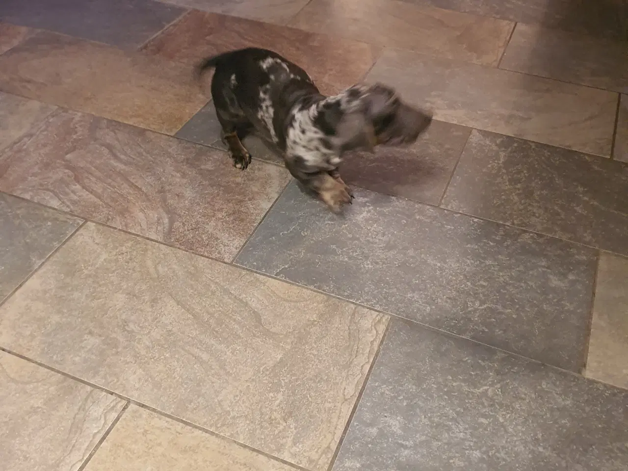 Billede 3 - Korthåret Gravhund unik merle farvet