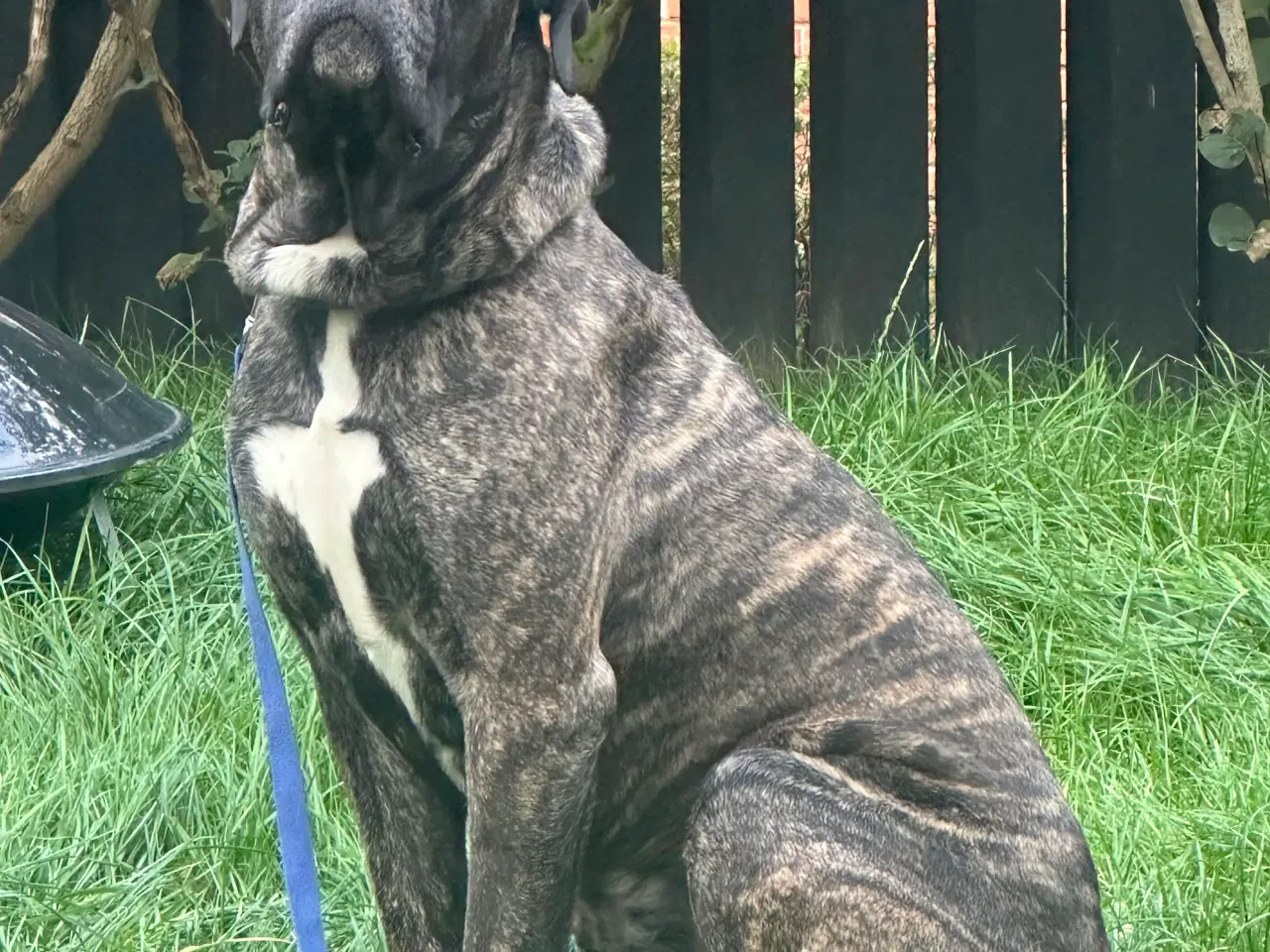 Billede 3 - Cane Corso 3 år