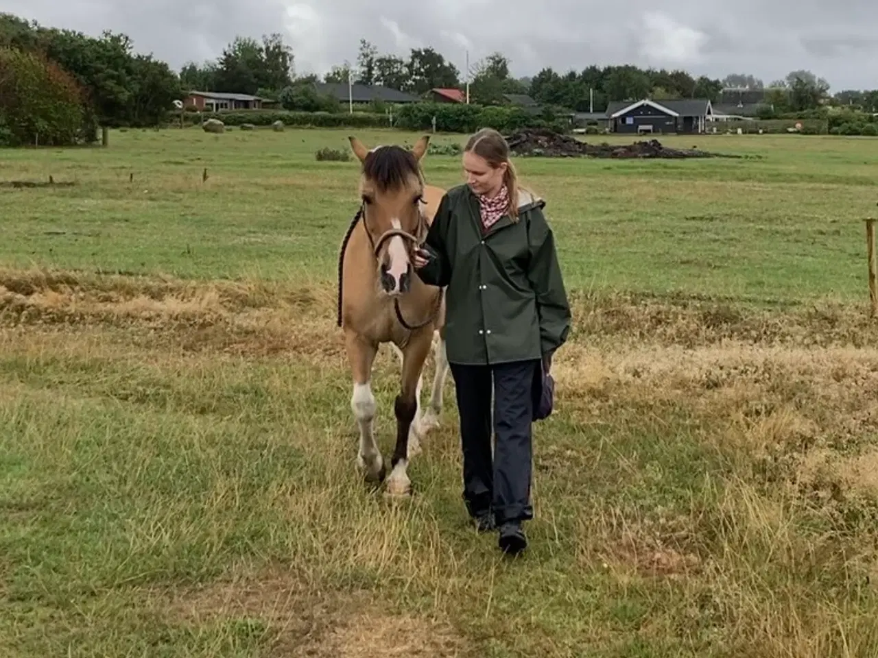 Billede 4 - Pinto/nordbakker blanding 