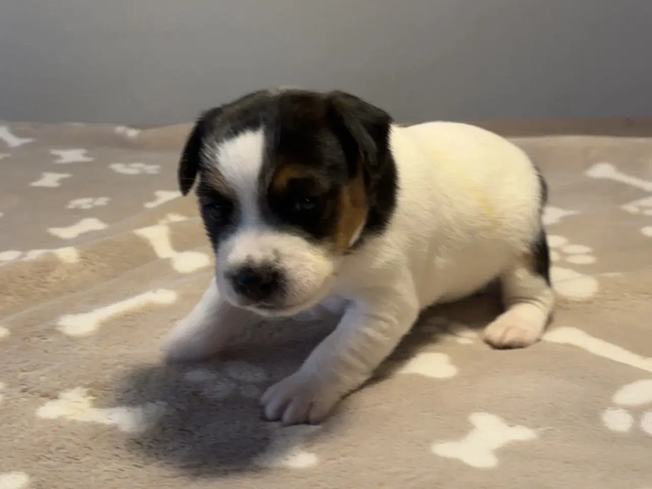 Billede 3 - Jack Russel hvalpe