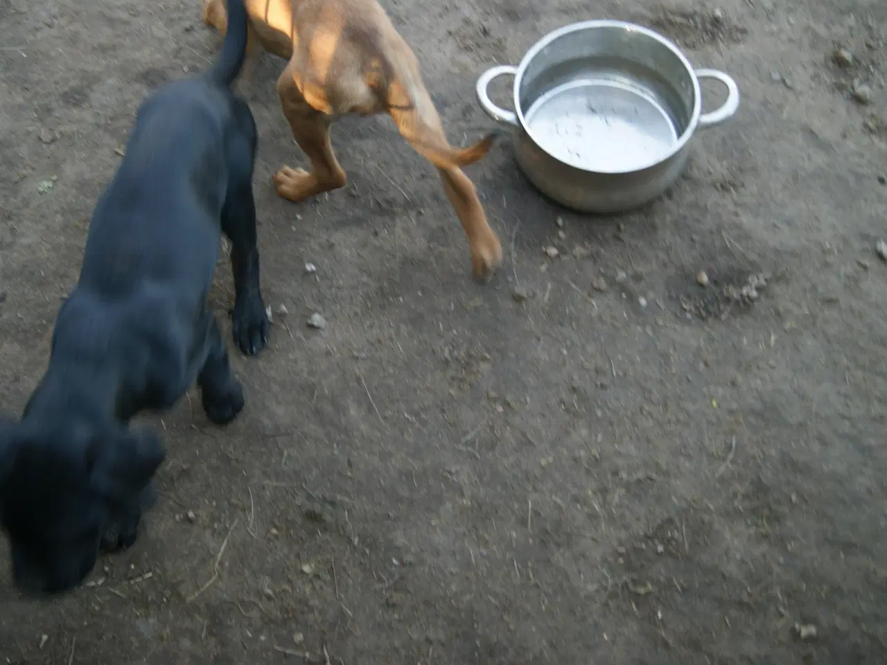 Billede 16 - 3 livlige og friske Cane Corso/ Rottweiler Hvalpe.