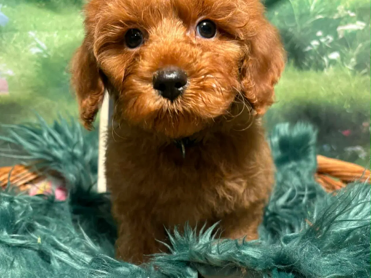 Billede 1 - ❤️🐶 Cavapoo hvalpe – 1 drenge Tilbage 🐶