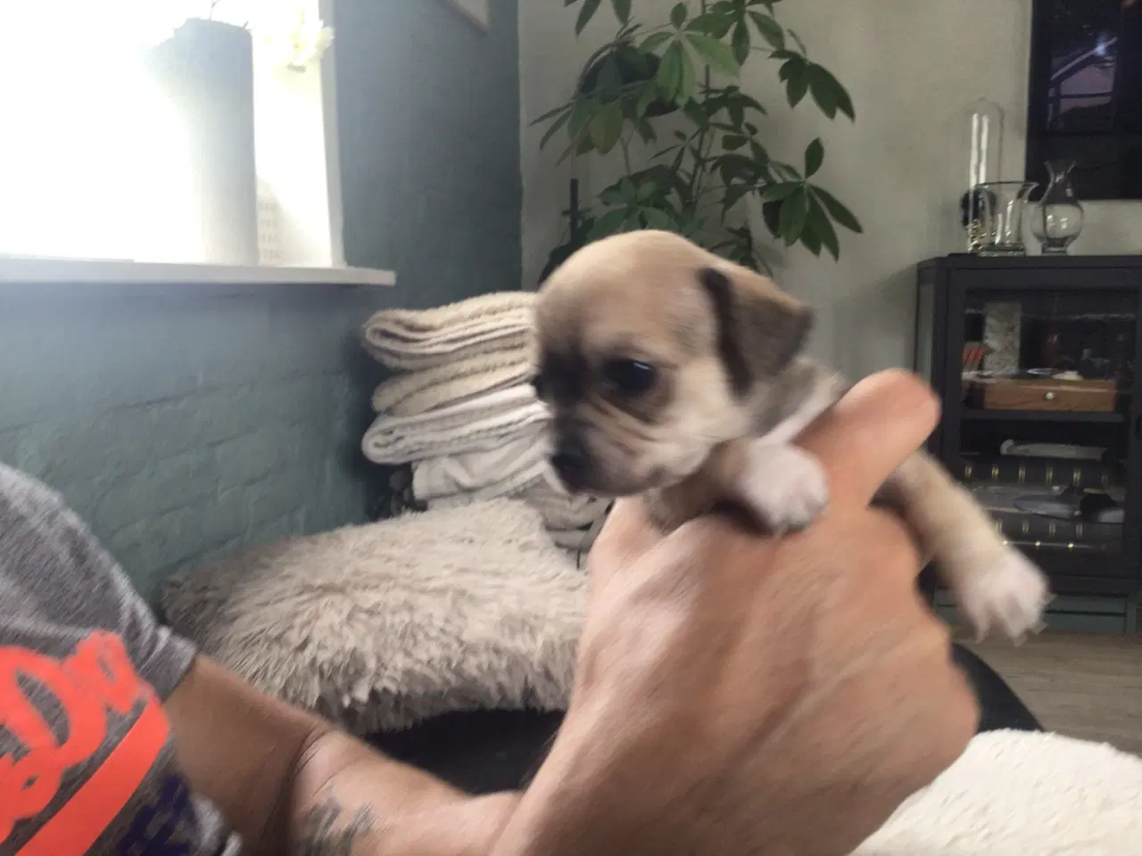 Billede 1 - Chihuahua hvalpe til salg