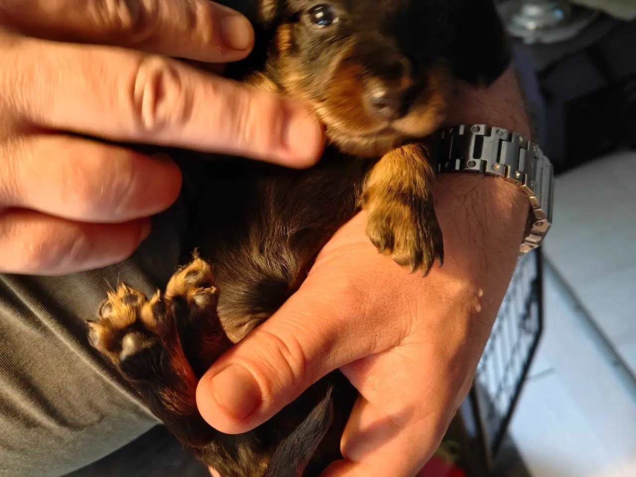 Billede 7 - Langhåret dværg gravhund 