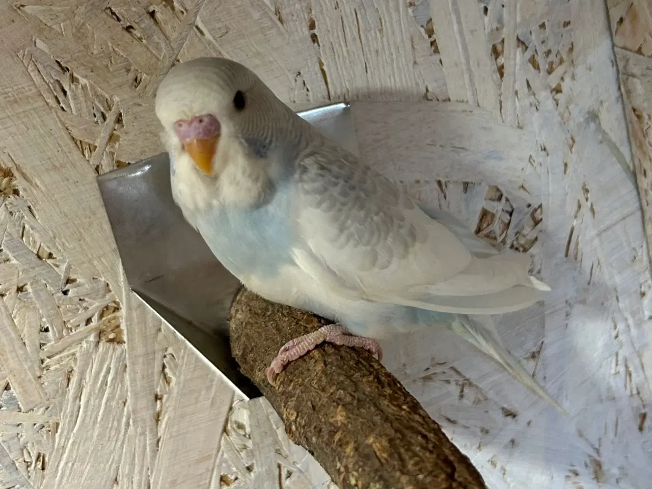 Billede 4 - Undulatunger 