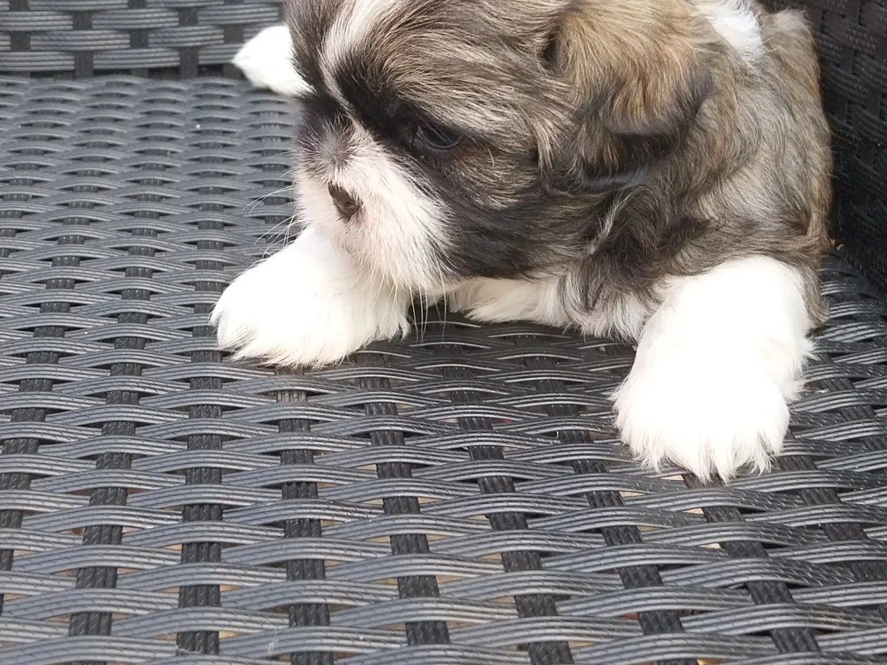 Billede 8 - Shih Tzu hvalpe