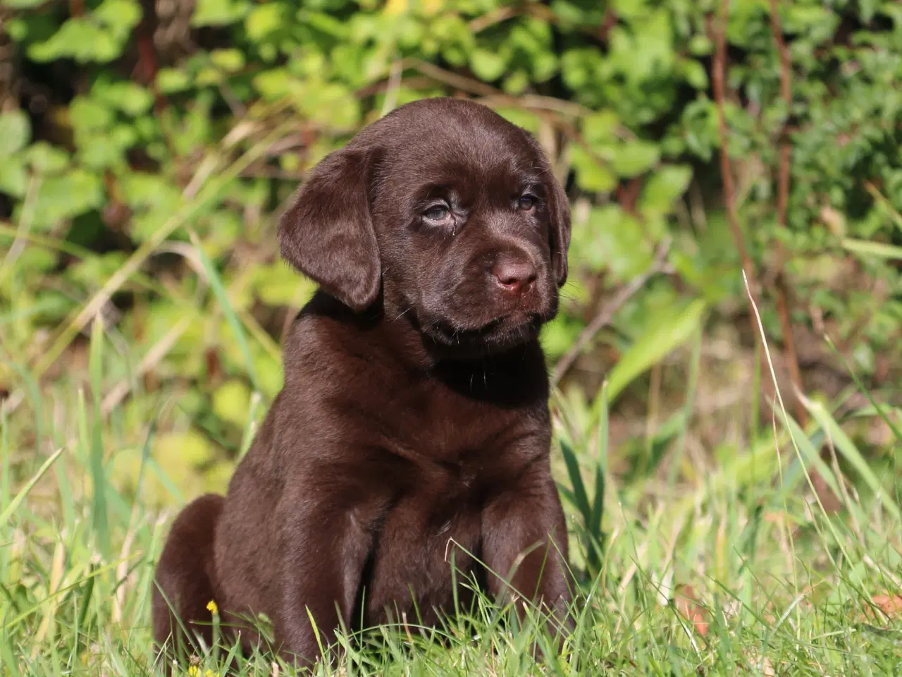 Billede 7 - Labrador