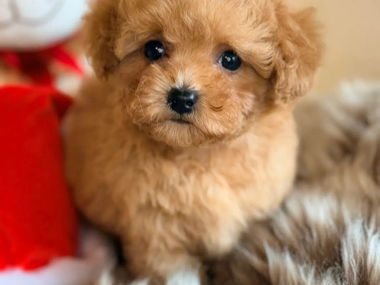 Billede 10 - Maltipoo F1B dreng