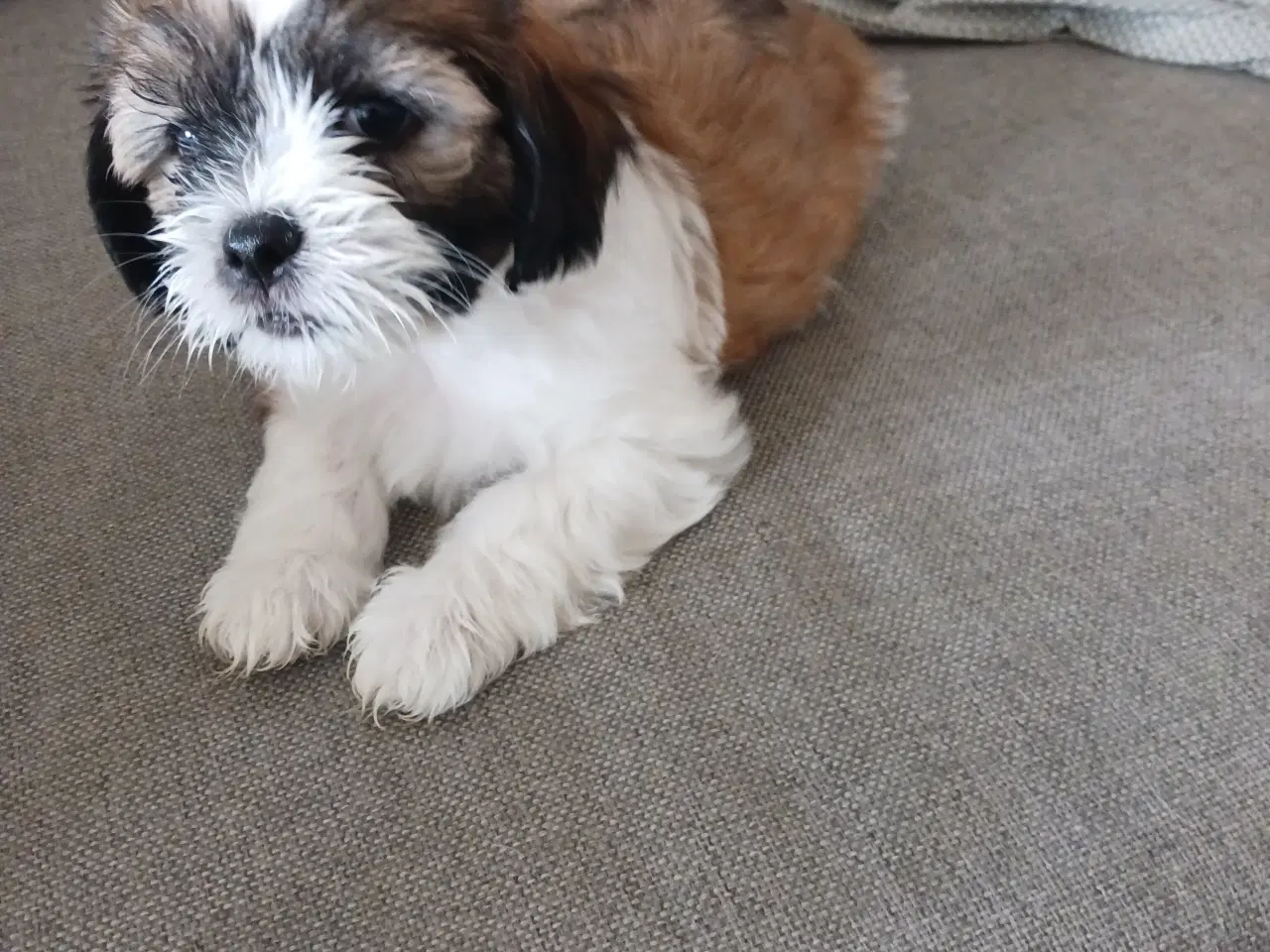 Billede 2 - Lhasa apso/sitzu tzu 