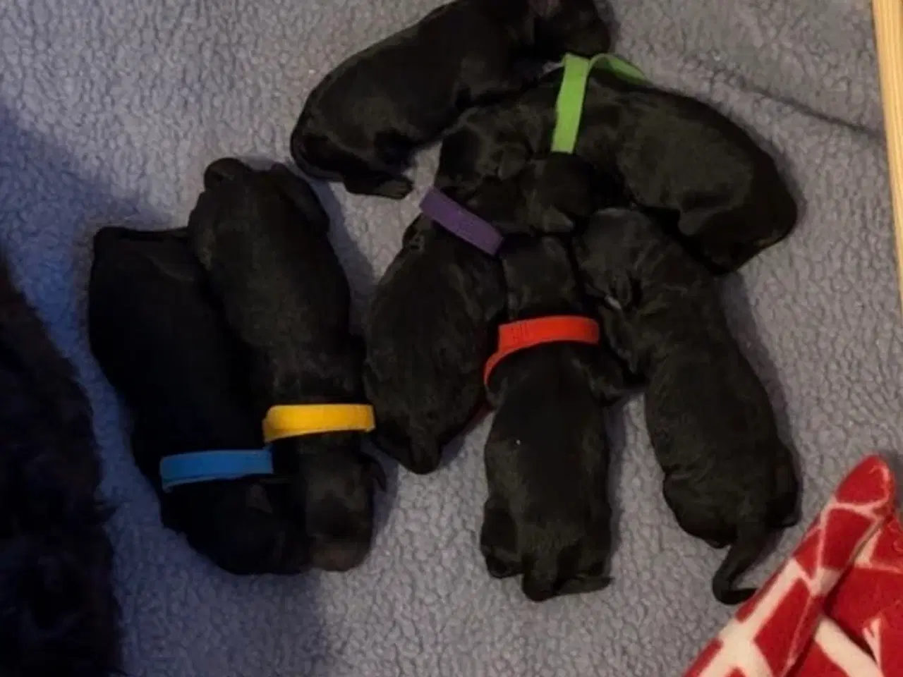 Billede 2 - Doodle-hvalpe til salg 🐶