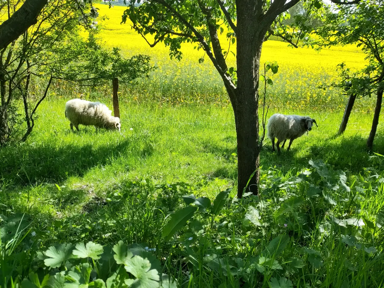Billede 16 - Smukt hus til salg i naturskønne omgivelser