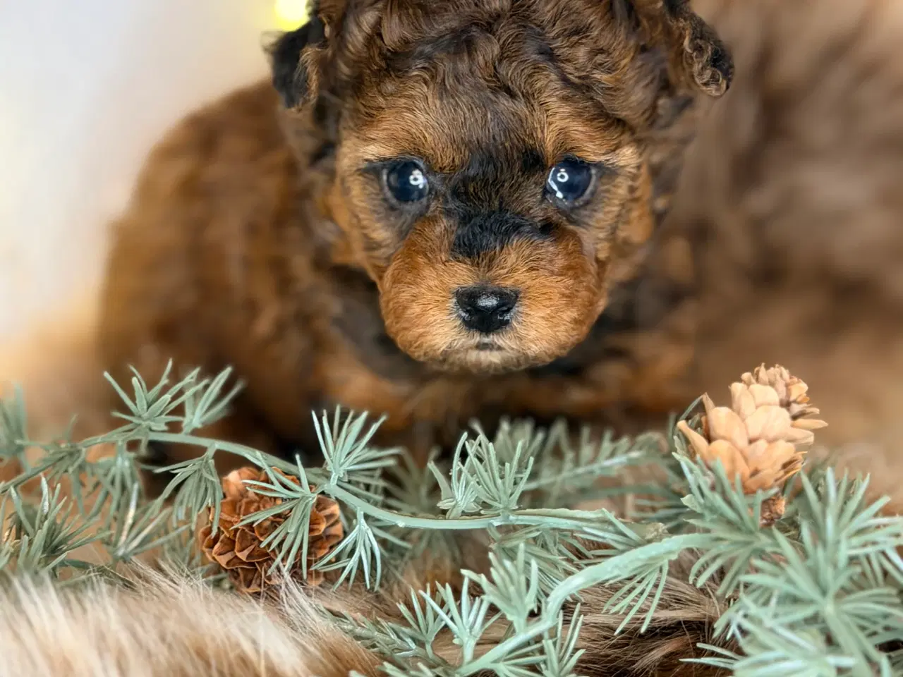 Billede 1 - Pomapoo F1B