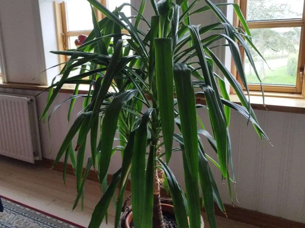 Billede 4 - Grøn plante Elefantfod Yucca  160 cm