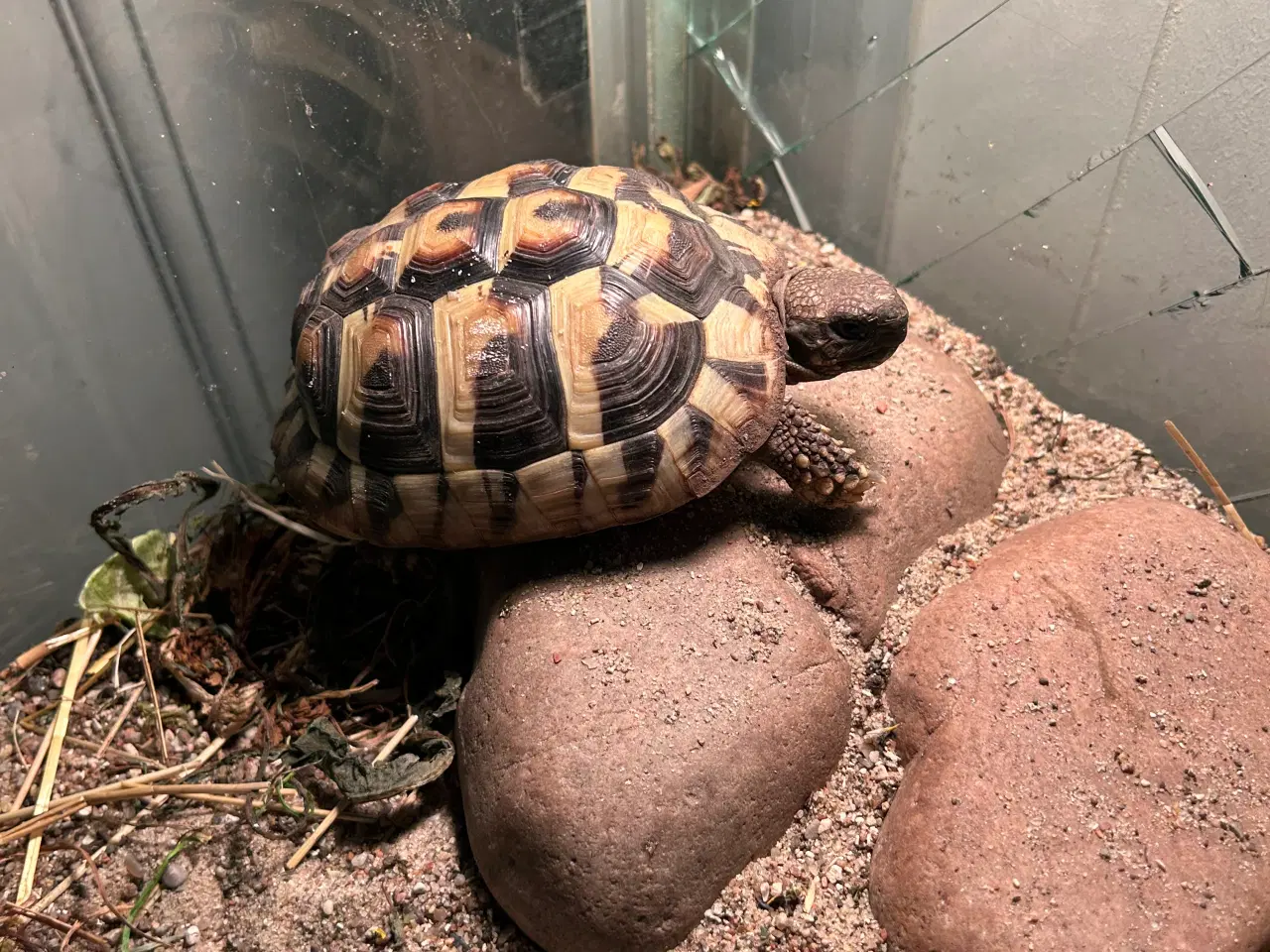 Billede 2 - Græsk landskildpadde 